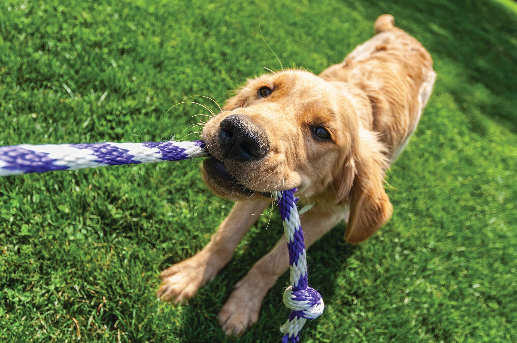 Puppy golden retriever with a blue and white rope in its mouth playing tug-of-war on grass. He is looking right at the camera and has a grin on his face.